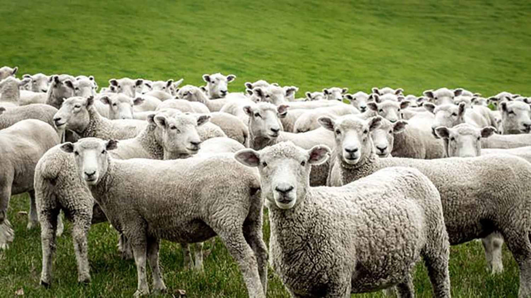 Diversi tipi di lana e le loro caratteristiche