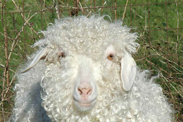 Mohair: la Fibra dei Re che trasforma Coperte e Plaid in un'esperienza unica